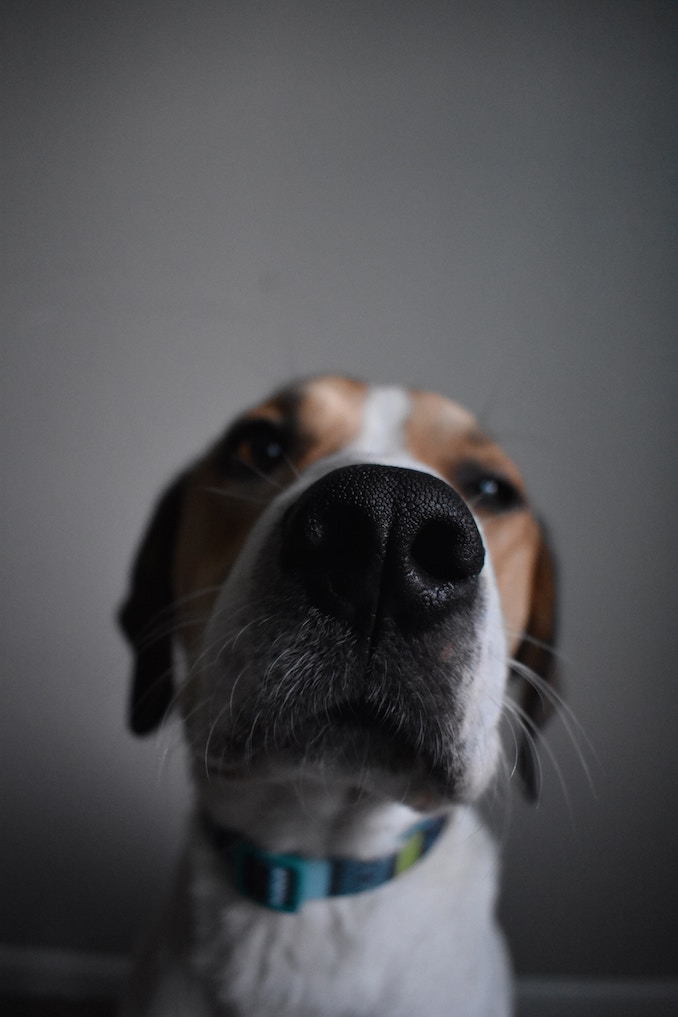 Dog beagle nose