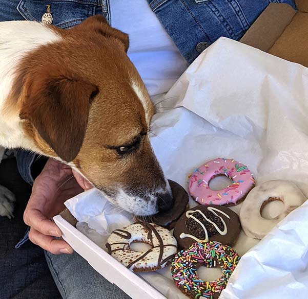 Krispy Kreme launch 'Doggie Doughnut' treats in time for International