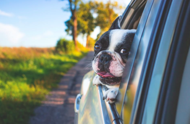 French Bulldog in car out window pet