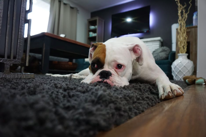 Bulldog on carpet home lounge room