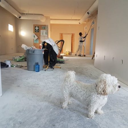 Home renovation dog