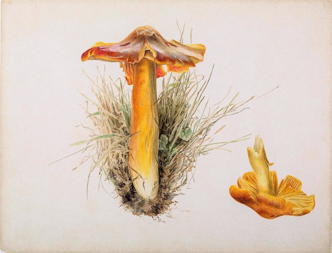 Beatrix Potter, Hygrophorus puniceus, pencil and watercolour, 7.10.1894,