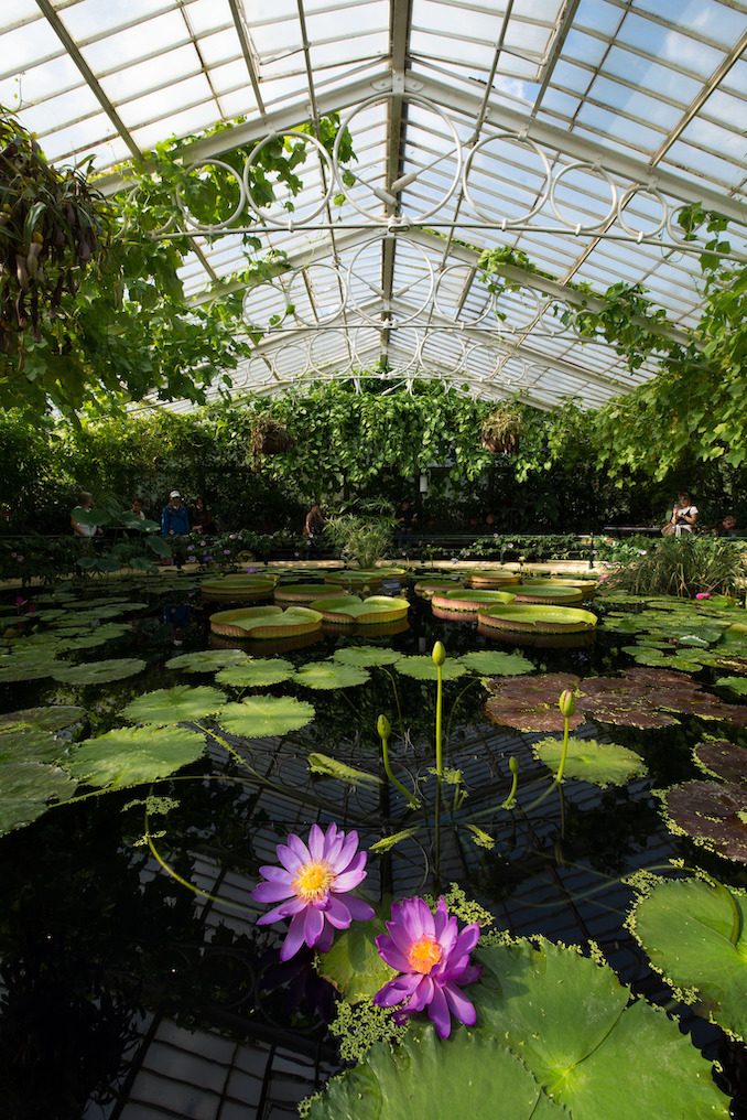 Waterlily House