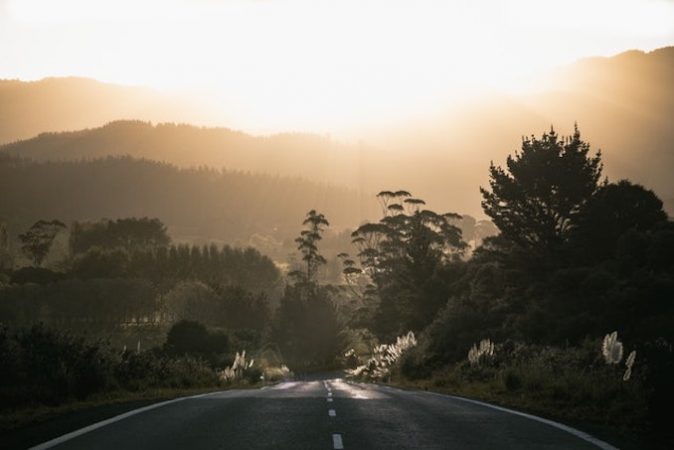 New Zealand tree roads