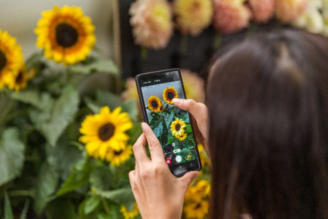 Woman phone photo sunflowers