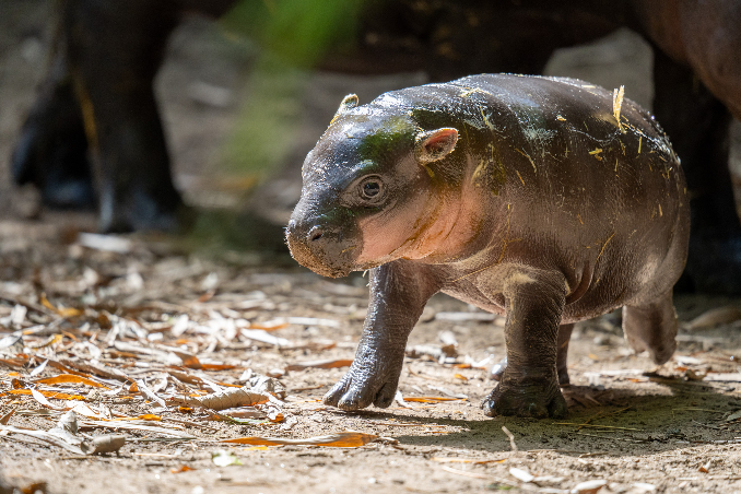 Pygmy Hippo calf Lololi out of water please credit Scott Brown