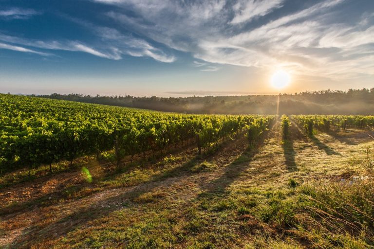 pexels pixabay 51947 winery vineyard tuscany