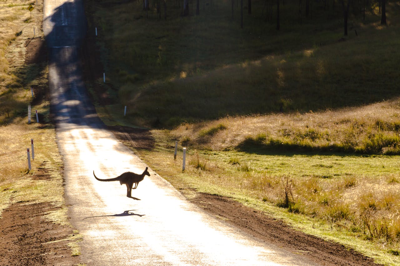 Australia kangaroo pexels sabel blanco 662810 2615031