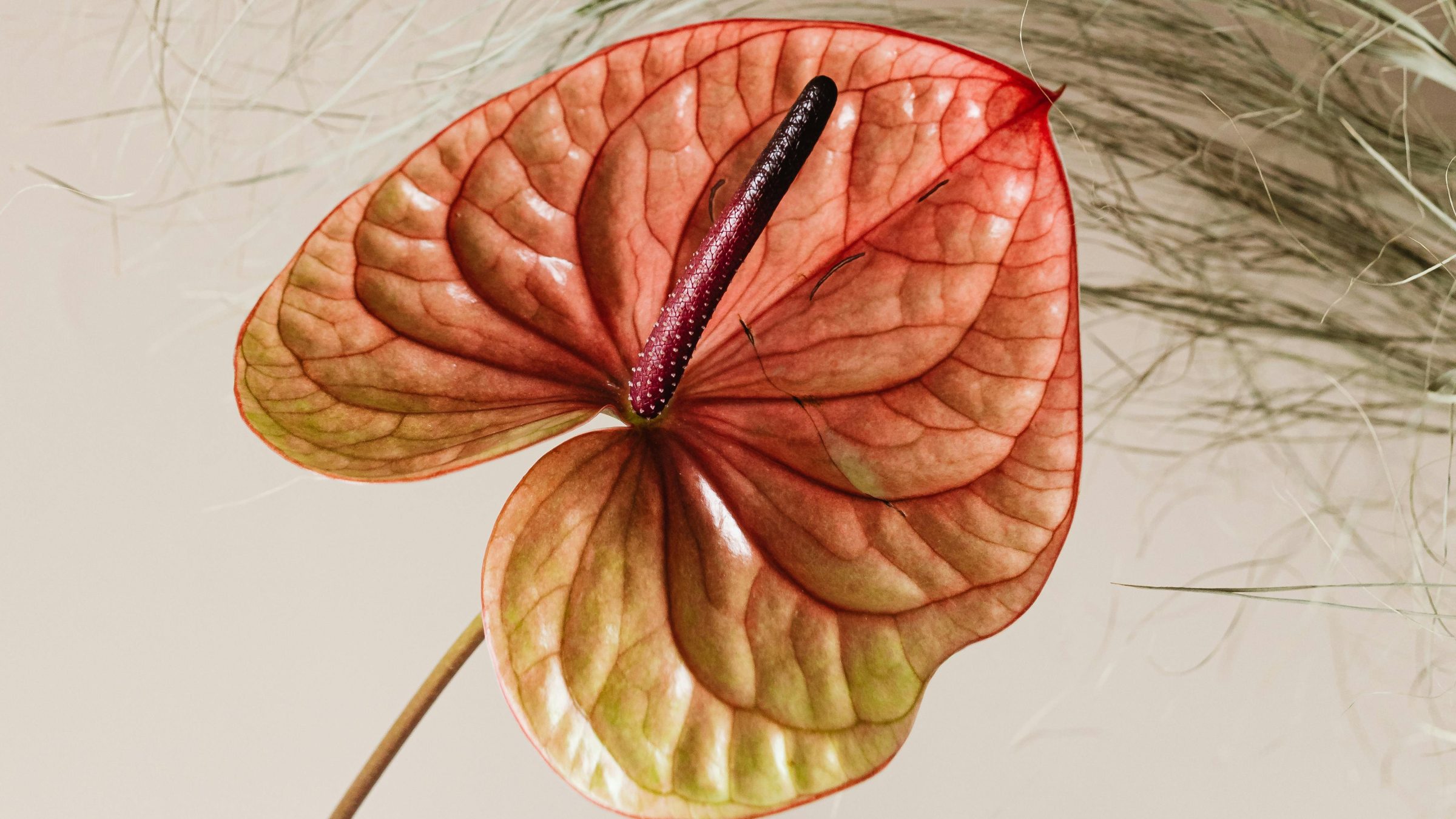 Peach Anthurium pexels karolina grabowska 7291909