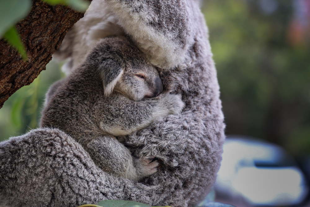 Taronga Koala 20241127 Koala Joey 4